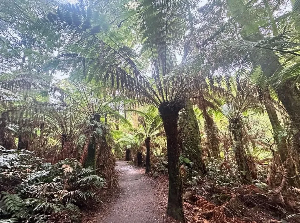 Maits Rest Rainforest Walk