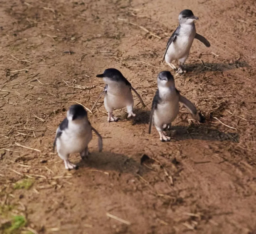 Phillip Island Nature Parks, Penguin Parade