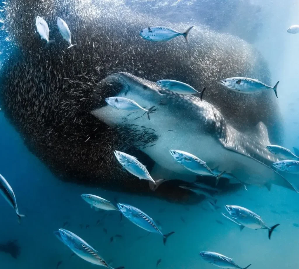 Ningaloo Reef Snorkel