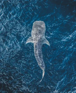 Ningaloo Whale Sharks