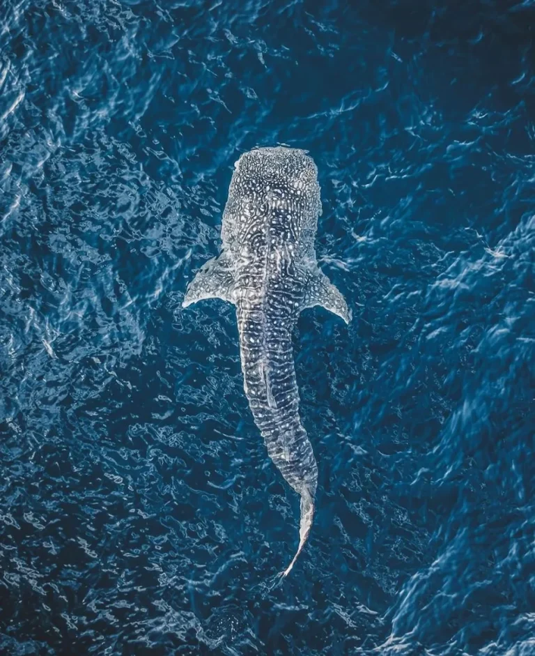 Ningaloo Whale Sharks: A Photographer’s Paradise