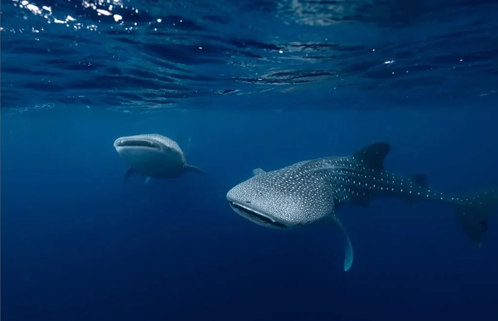 Photography Tours at Ningaloo Reef