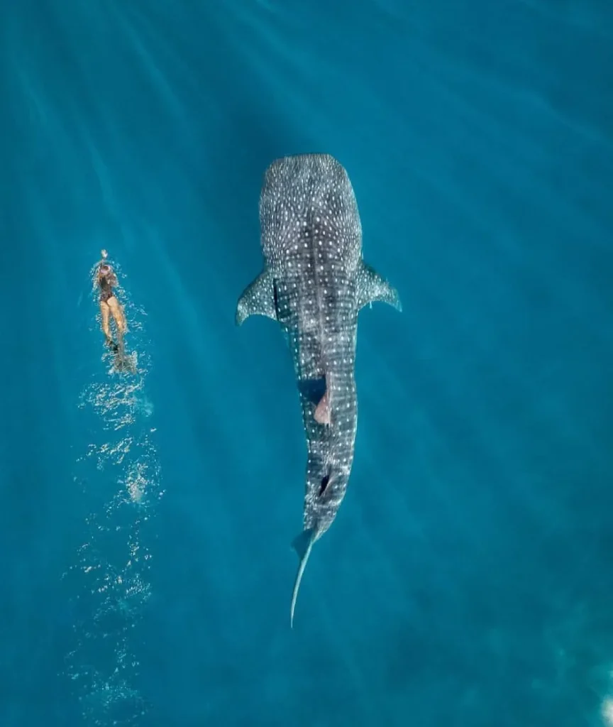 Snorkelling at Ningaloo Reef