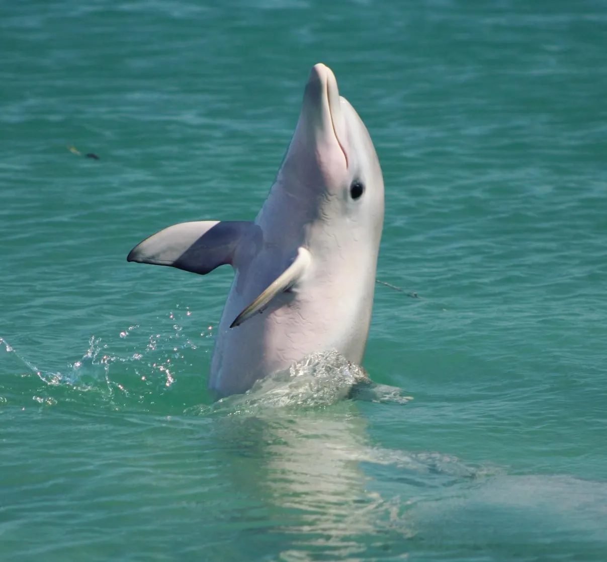 The Marine Life of Monkey Mia: Beyond the Dolphins