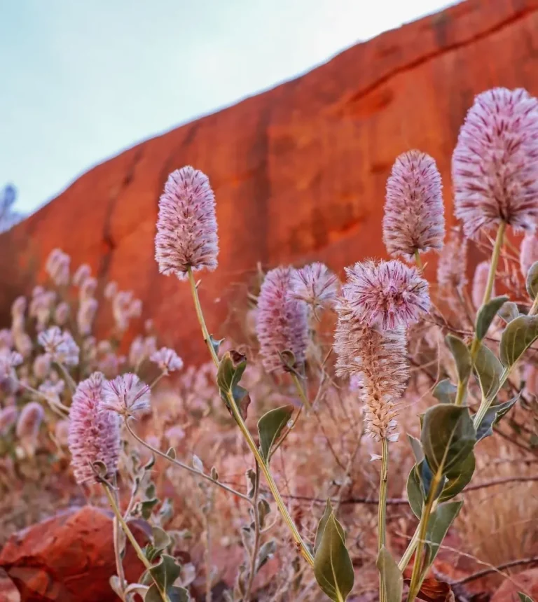 The Role of Rangers at Uluru National Park