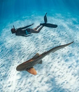 Top Snorkeling Spots at Ningaloo Reef