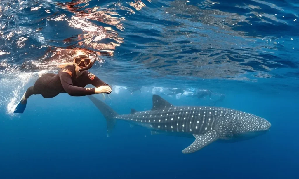 whale shark tours Exmouth