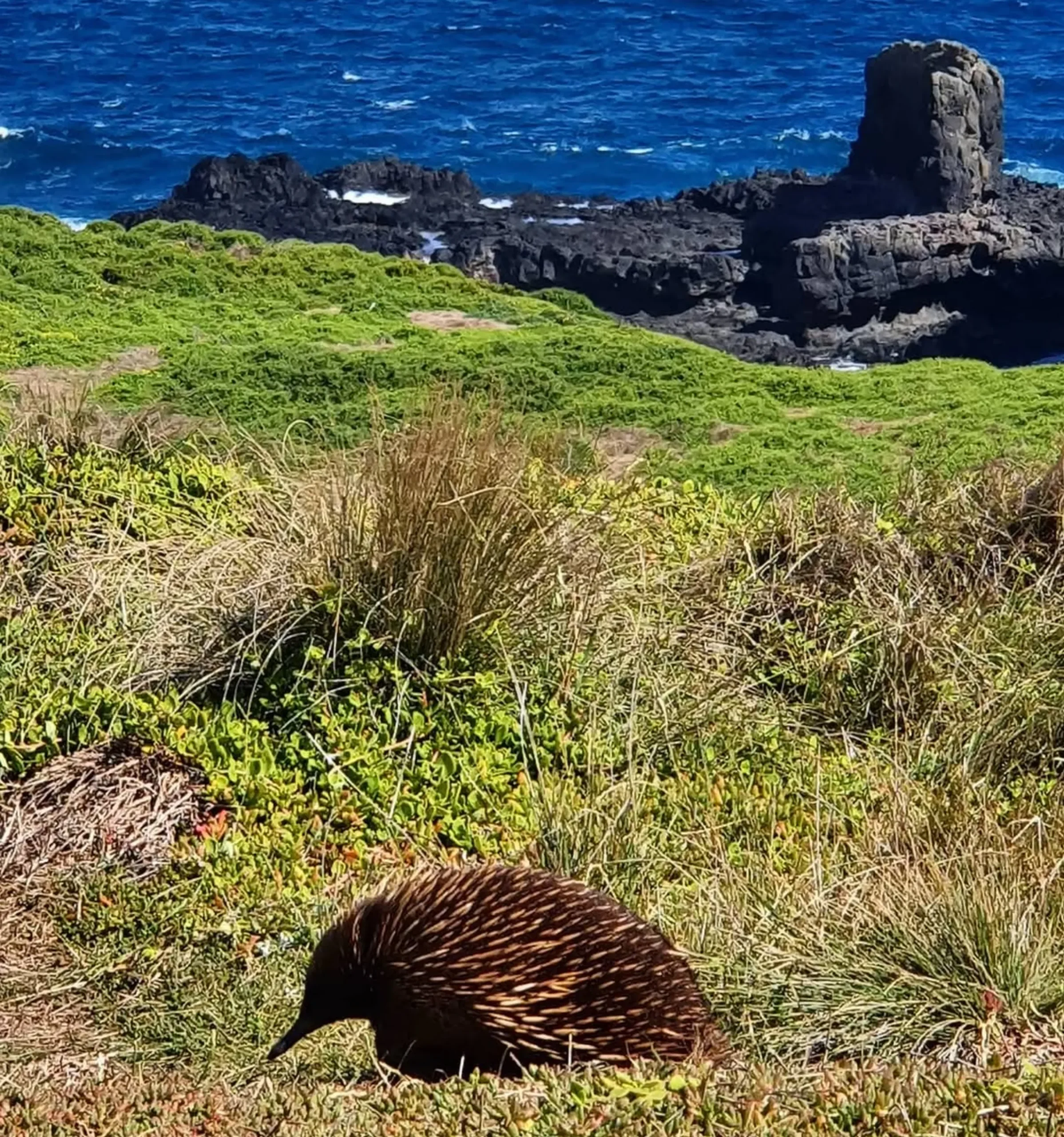 variety of wildlife