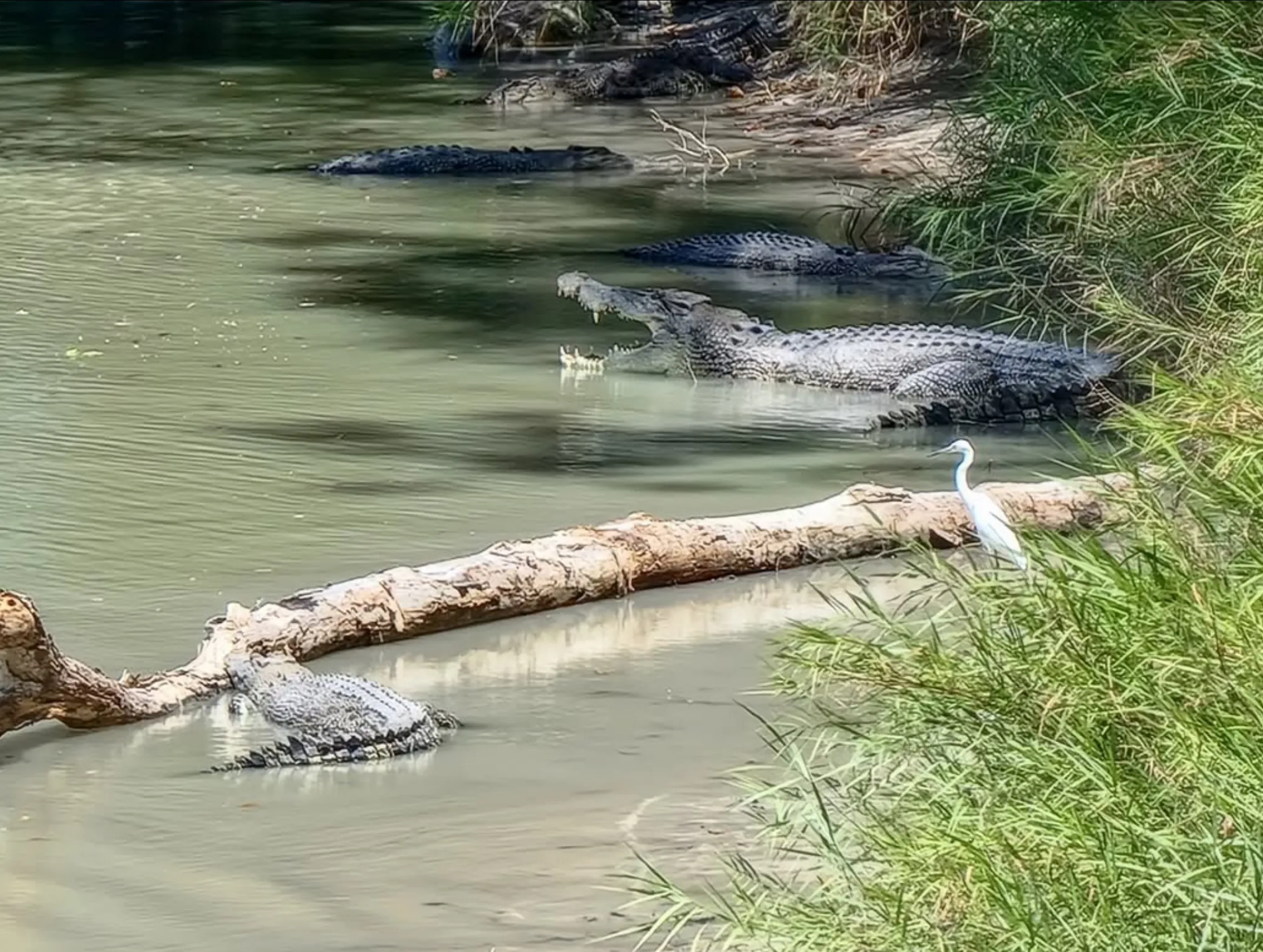 Kakadu croc swimming danger