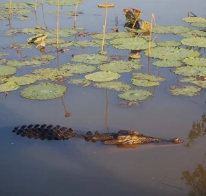 Kakadu swimming rules